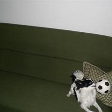 Blanding af racer Egon