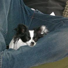 Blanding af racer Egon