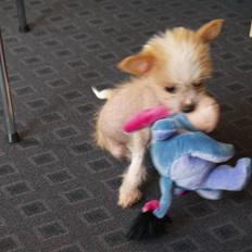 Chinese crested hårløs Dee-dee