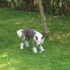 Chinese crested hårløs Dee-dee