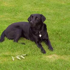 Labrador retriever Sussie