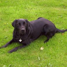 Labrador retriever Sussie