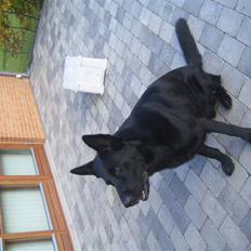 Schæferhund Lacelles Ming 