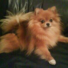 Pomeranian Chanel, Wieberg's Højbo