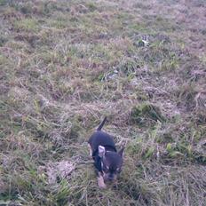 Russisk toy terrier my honey bun