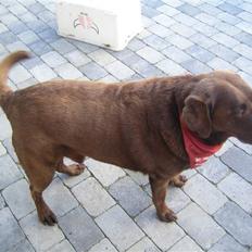 Labrador retriever Guffie