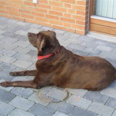 Labrador retriever Guffie