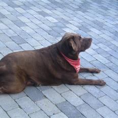 Labrador retriever Guffie