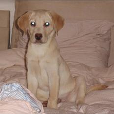 Labrador retriever Diddi