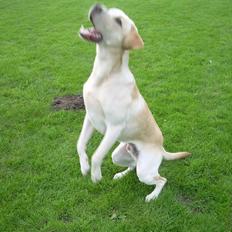 Labrador retriever Diddi