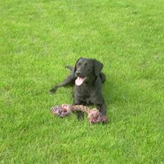 Labrador retriever raja - solgt