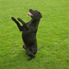 Labrador retriever raja - solgt