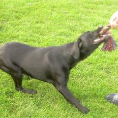 Labrador retriever raja - solgt