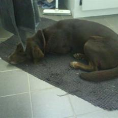 Blanding af racer Nala