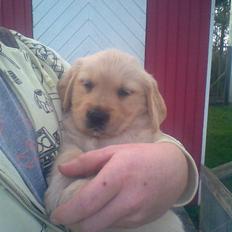 Golden retriever Zeus