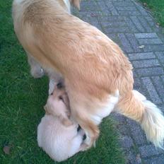 Golden retriever Zeus