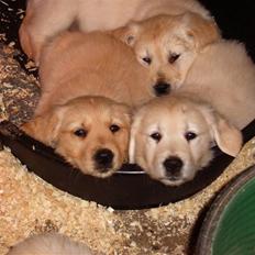 Golden retriever Zeus