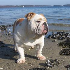 Engelsk bulldog Rickie død 31.03.08