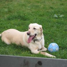 Labrador retriever Buster