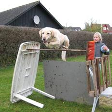 Labrador retriever Buster