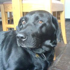 Labrador retriever Freja