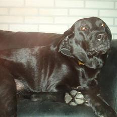 Labrador retriever Freja