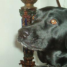 Labrador retriever Freja