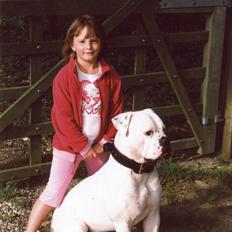 Amerikansk bulldog sonneholts rommel(don)