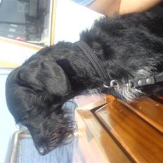 Blanding af racer Rottehund Max