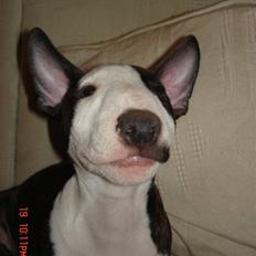 Bullterrier Diva