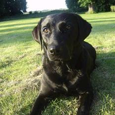 Labrador retriever Dina 