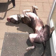 Blanding af racer Kato