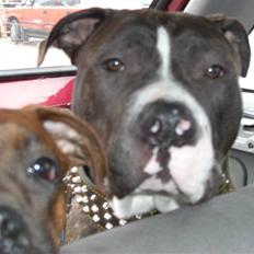 Blanding af racer Kato