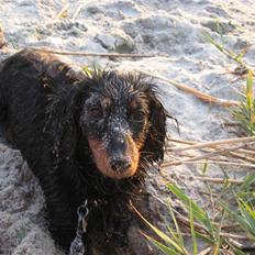 Dværggravhund Pixi