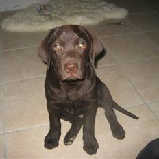 Labrador retriever Pumba