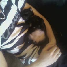 Mops Bella (bum bum)