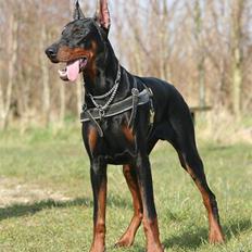 Dobermann Kaiser