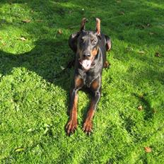 Dobermann Kaiser