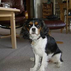Cavalier king charles spaniel Zika