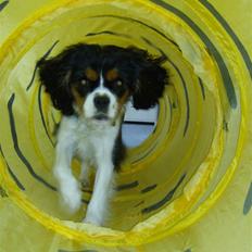 Cavalier king charles spaniel Zika