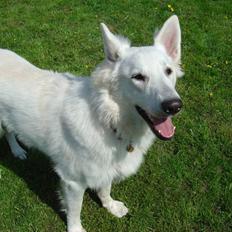 Hvid schæfer Nanok The White Diamond