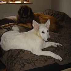 Hvid schæfer Nanok The White Diamond