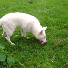 Hvid schæfer Nanok The White Diamond