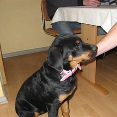 Rottweiler malou