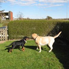 Rottweiler malou