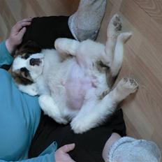 Sankt bernhardshund Fie