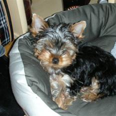 Yorkshire terrier The Boss