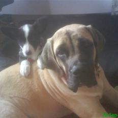 Mastiff Hugedogge The Queen