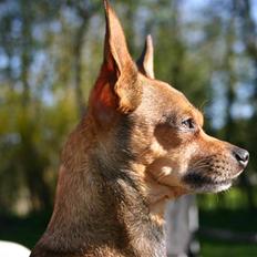 Chihuahua Dixi