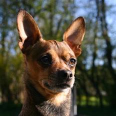 Chihuahua Dixi
